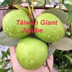 Thai Giant Jujube 