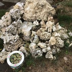 Coral rock, removed from salt water system