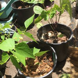 Blooming Purple Beans & Yellow Beans Plants