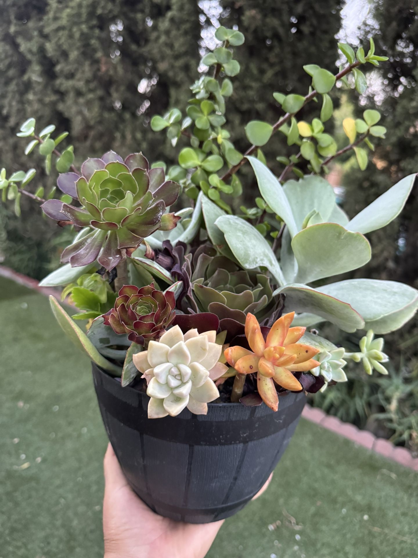 Gorgeous Succulent