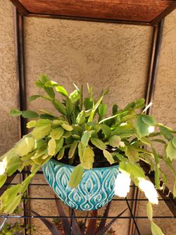 Christmas cactus...