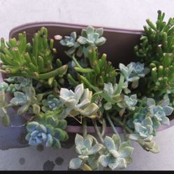 Succulent 