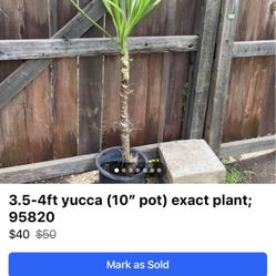 3.5-4ft yucca (10” pot) exact plant; 95820