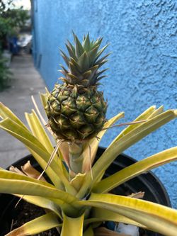 Plantas de piña