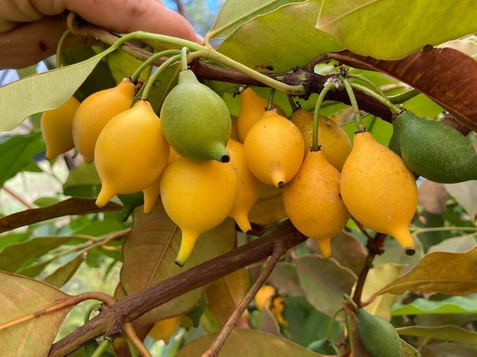 Superior Lemondrop Mangosteen
