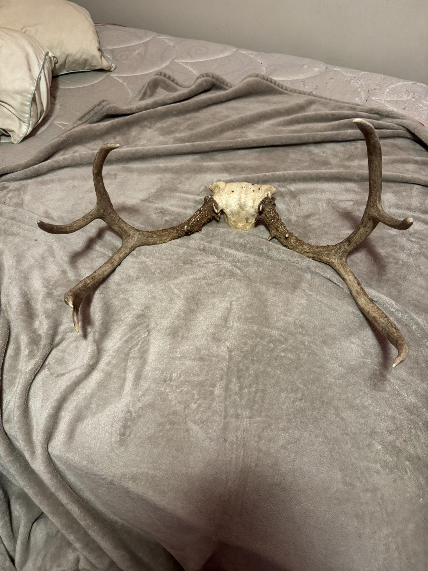 REAL DEER ANTLERS 