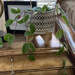 Hoya Variegated Pot Included