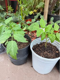 Beefsteak tomatoes