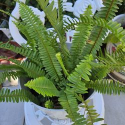 Fern Plant In 3 Gallon Pot 