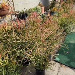 Firesticks Plant