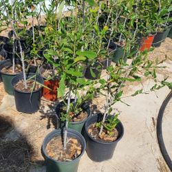 Live Oak Trees 1gallon 2ft Tall 