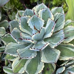 Variegated Agave Plants ( Pls Read Description Below)