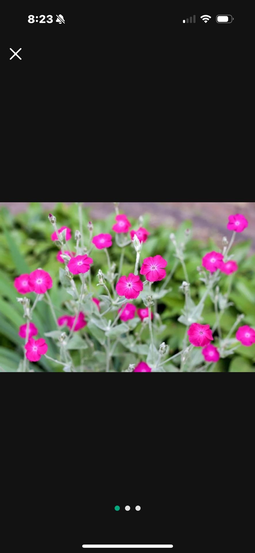 Pink Perennial Lychnis coronaria Rose Champion Plants