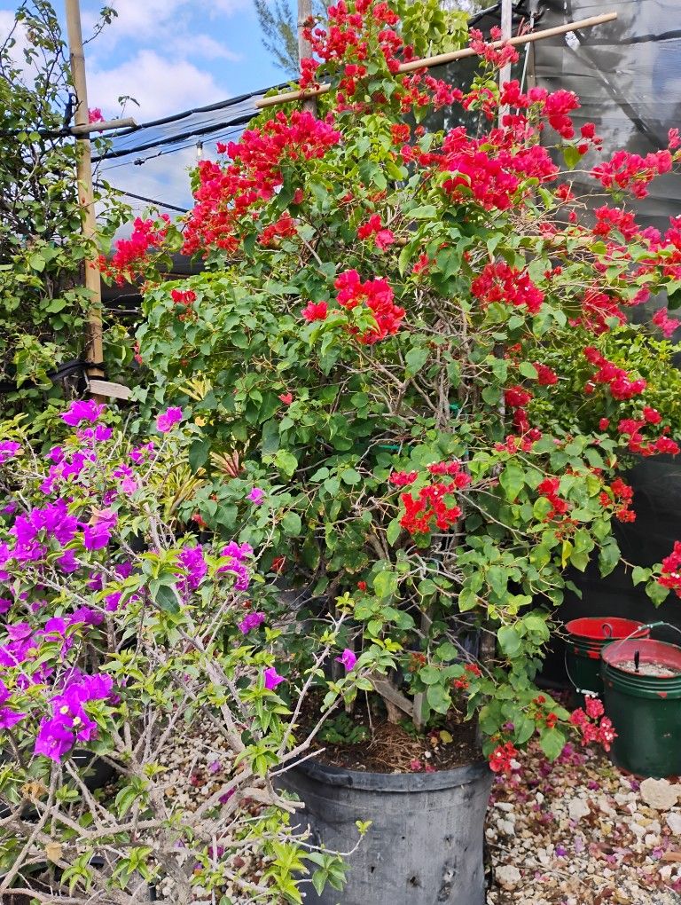 Large Bougainvillea Vine $450.00