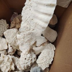 Coral Rock Live Rock 