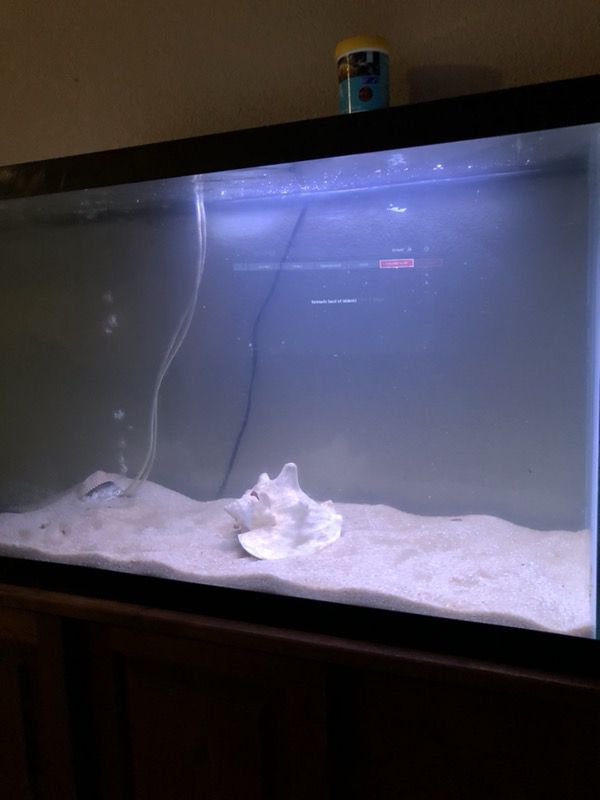 55 fish tank