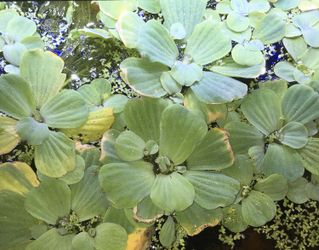 Large Dwarf Water Lettuce/ w Duckweed