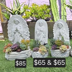 Virgin Succulents 