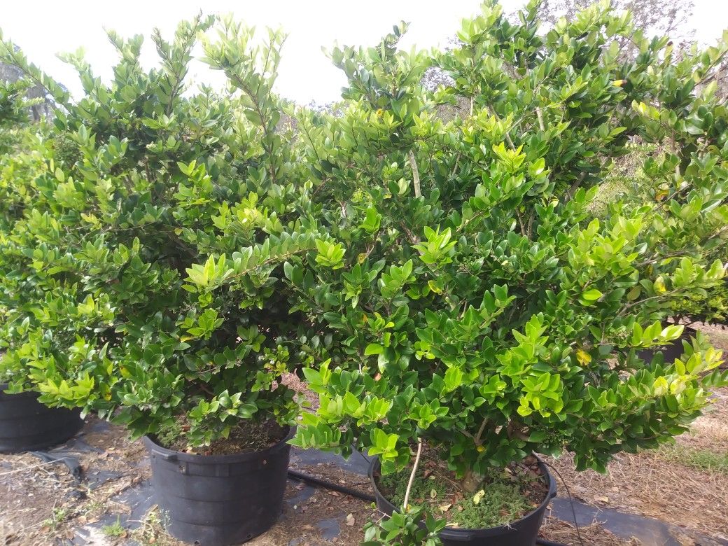 Vivernum 8 foot tall delivered and planted