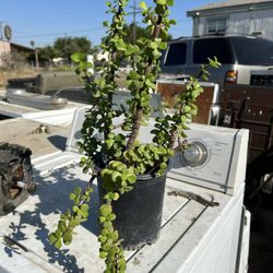 Cactus Por $8 Uno O Dos Por $15