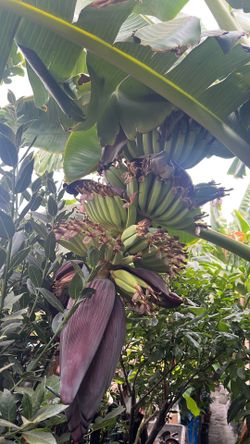 Moras y bananas las moras con fruta