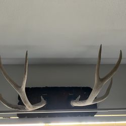Cuernos De Venado
