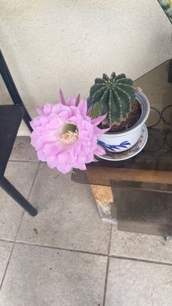 Blooming Cactus in Blue and White Ceramic Pot