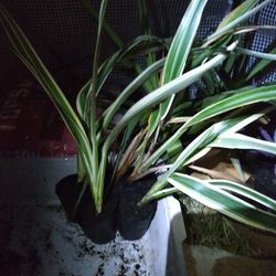 Variagared Flax Lily Live Plant Starts