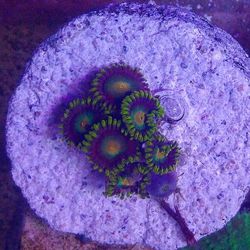 Green Bay Packers zoa