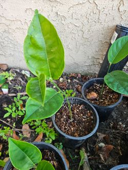 Jackfruit seedling