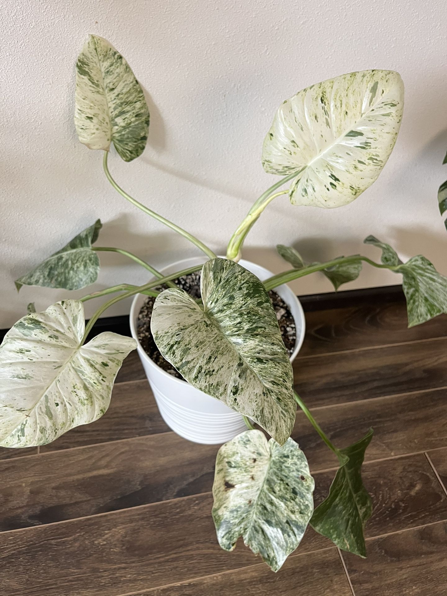 Philodendron Giganteum 