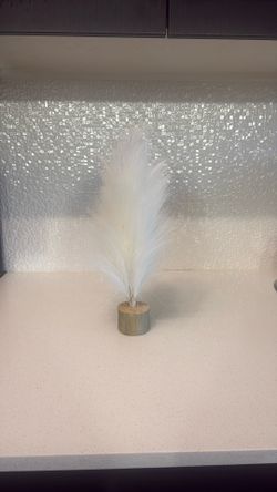 Pampas grass