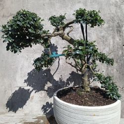 Serissa Bonsai in White Clay Pot