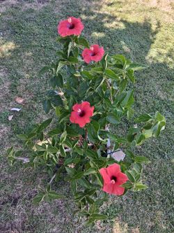 Hibiscus 🌺 Plant with Red Flowers $48