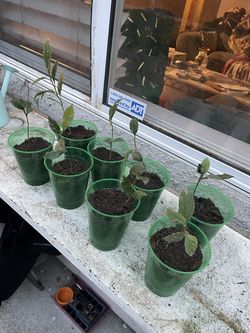 Loquat Tree Seedlings