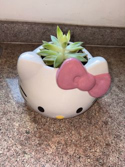 hello kitty planter with plant