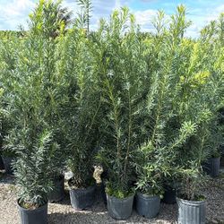 Podocarpus 3 GALLON