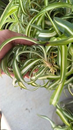 Spider plant sprout