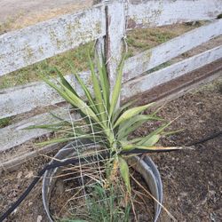 FREE Cactus And YUCCA