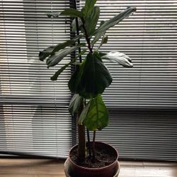 Fiddle Leaf Fig Tree