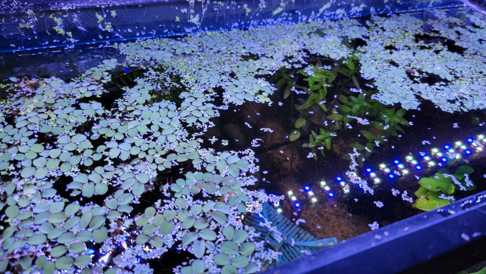 Floating Aquarium Plants