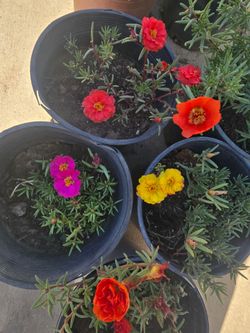 Moss Ross Portulaca Plant