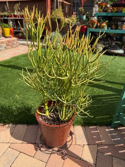 STICKS ON FIRE Succulent Plant in Orange/Black Ceramic Pot