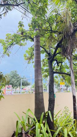 Mature Palm Trees for Sale – Buyer Must Remove – Hialeah