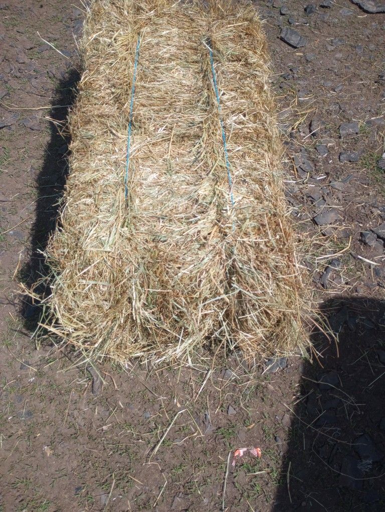 Hay