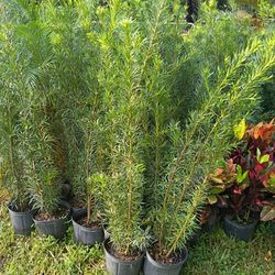 Podocarpus Over 4 Feet Tall Instant Primary Hedge For Fence Green Full