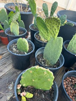 Green cactus