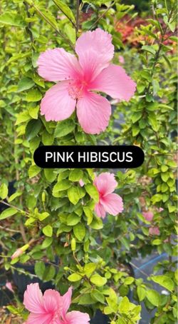 🌸 Pink Hibiscus