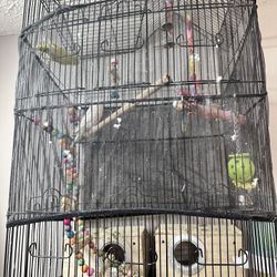 parakeet bird 