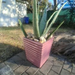 PRICE REDUCTION DUE TO RELOCATION ,NEW FIRE GLAZED TERRA COTTA PLANTER WITH ROCKS, SOIL AND ALOE PLANT, PLATER MADE BY "MAGESTIC FOUNTAINS" GREAT DEAL